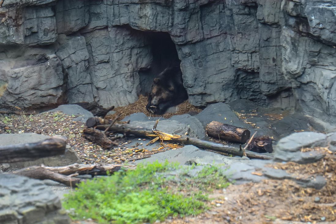 a bear in a cave